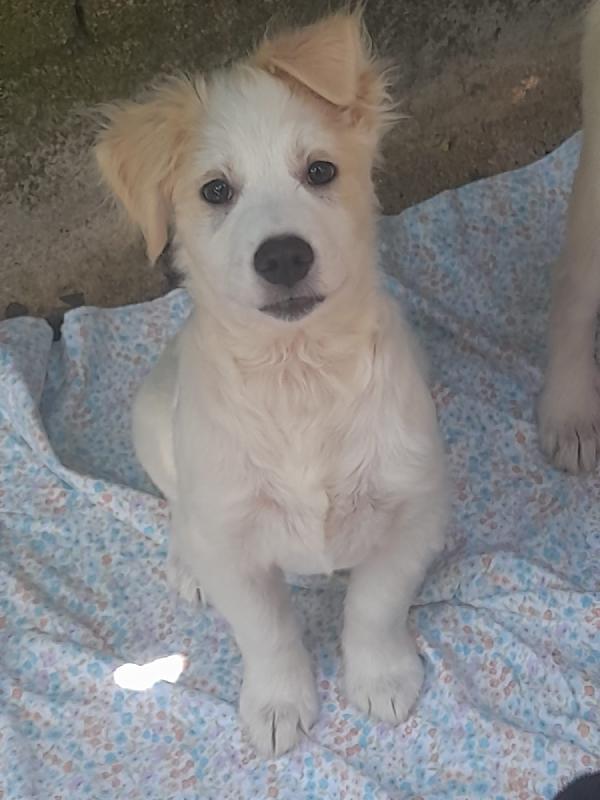 Nebbia Splendido Cucciolo Cerca Famiglia