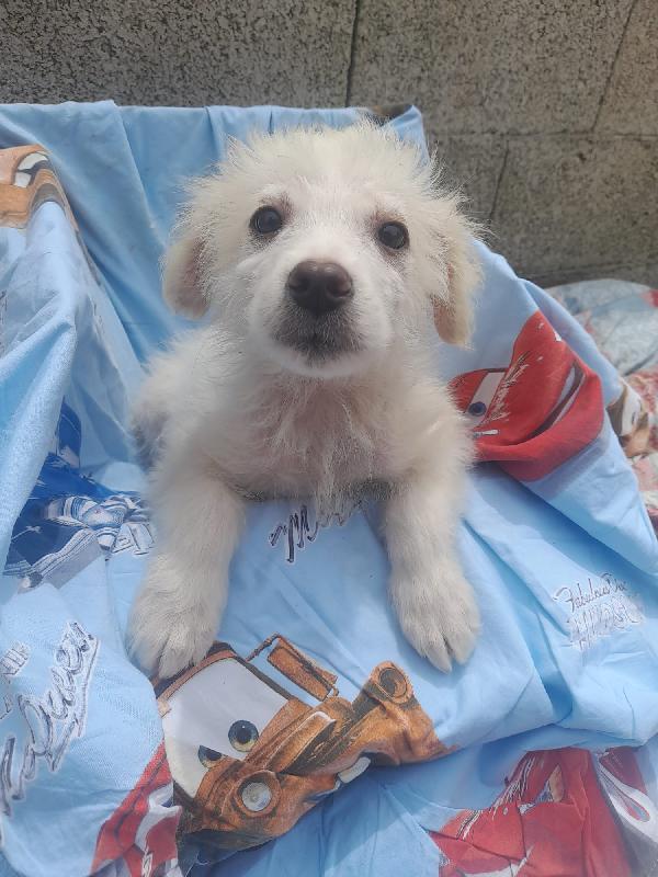 Nebbia splendido cucciolo cerca famiglia Foto 2