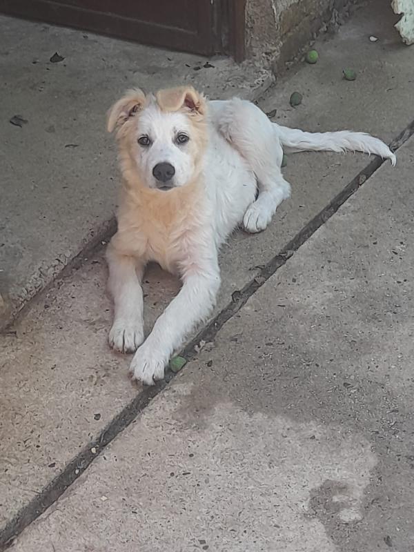 Nebbia splendido cucciolo cerca famiglia Foto 3