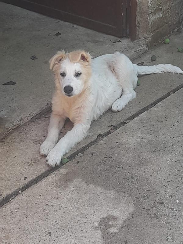 Nebbia splendido cucciolo cerca famiglia Foto 5