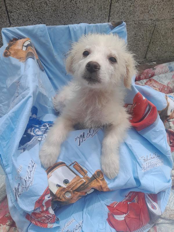 Nebbia splendido cucciolo cerca famiglia Foto 6