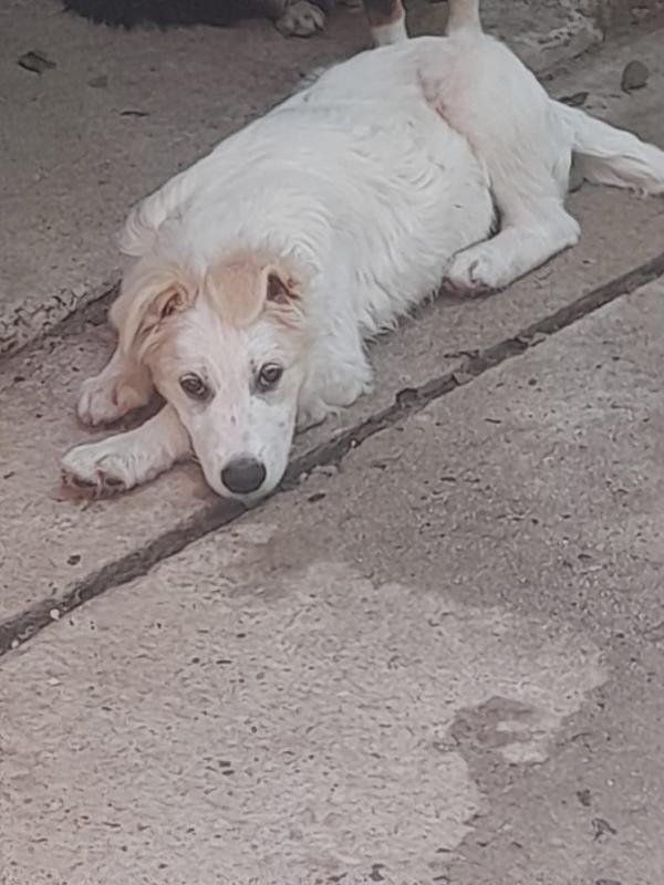 Nebbia splendido cucciolo cerca famiglia Foto 7