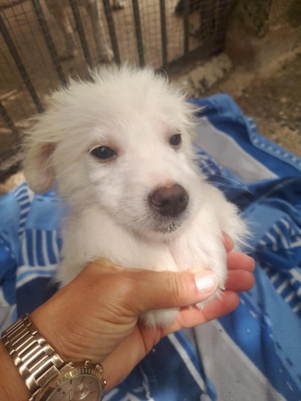 Nebbia splendido cucciolo cerca famiglia Foto 8