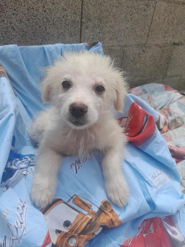 Nebbia splendido cucciolo cerca famiglia Foto 9