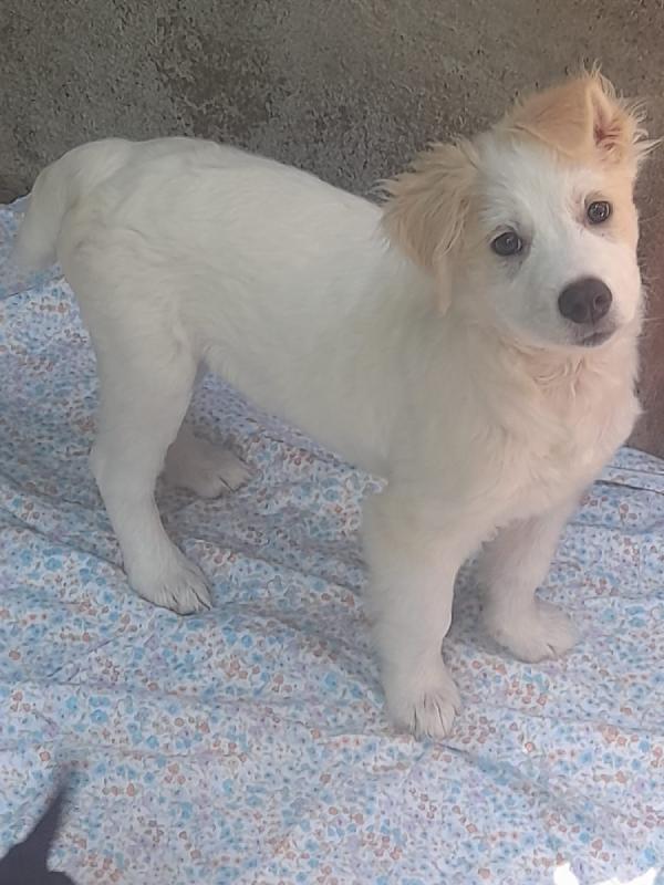 Nebbia splendido cucciolo cerca famiglia Foto 10