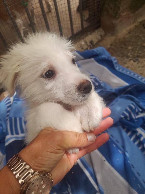 Nebbia splendido cucciolo cerca famiglia Foto 11