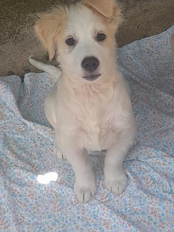 Nebbia splendido cucciolo cerca famiglia Foto 13