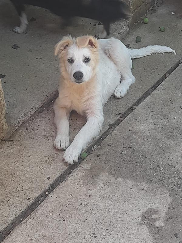 Nebbia splendido cucciolo cerca famiglia Foto 14