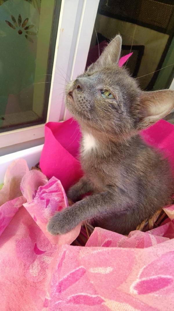SOS STALLO ADOZIONE DOLCE GATTINA  Foto 1