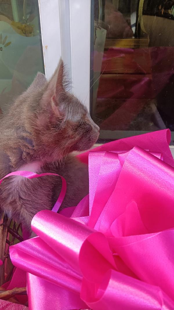SOS STALLO ADOZIONE DOLCE GATTINA  Foto 2