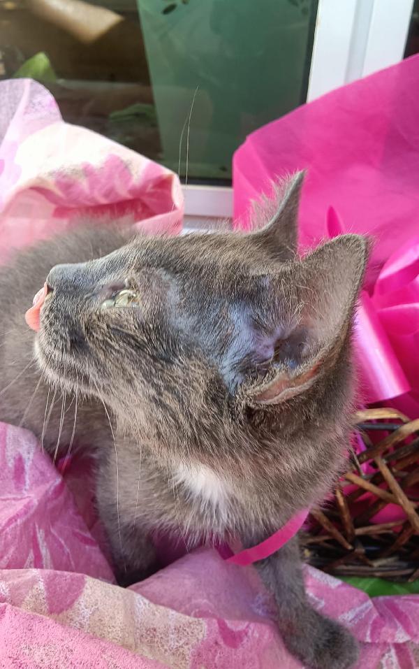 SOS STALLO ADOZIONE DOLCE GATTINA  Foto 3