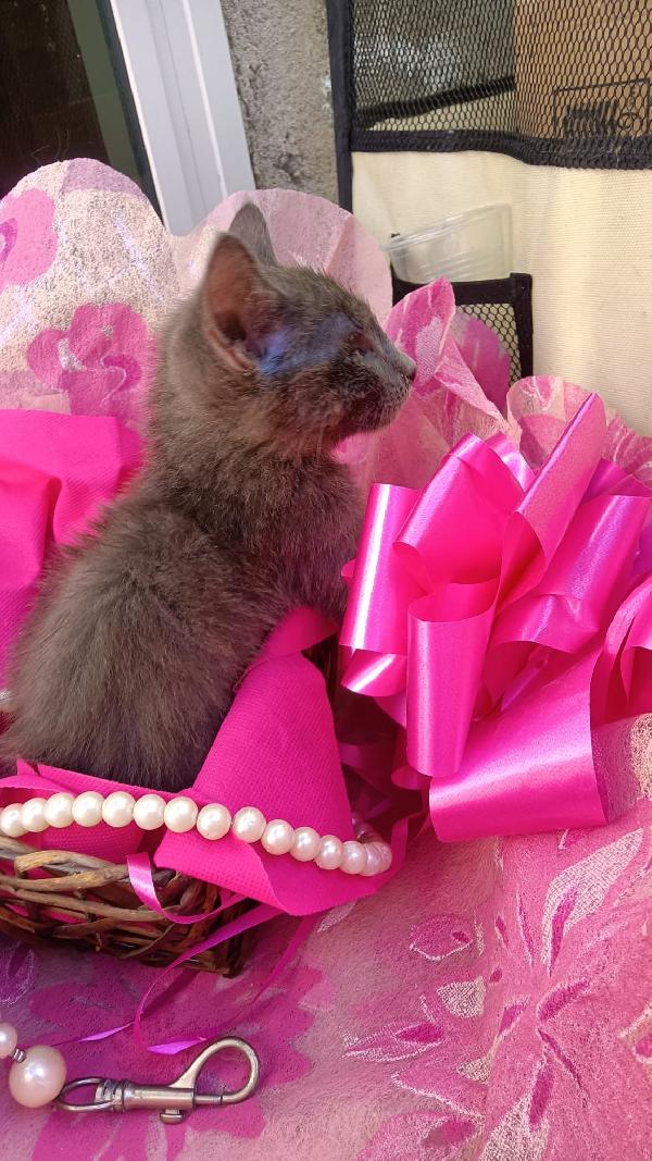 SOS STALLO ADOZIONE DOLCE GATTINA  Foto 4