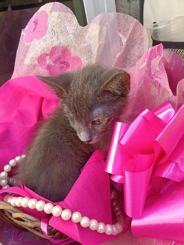 SOS STALLO ADOZIONE DOLCE GATTINA  Foto 5