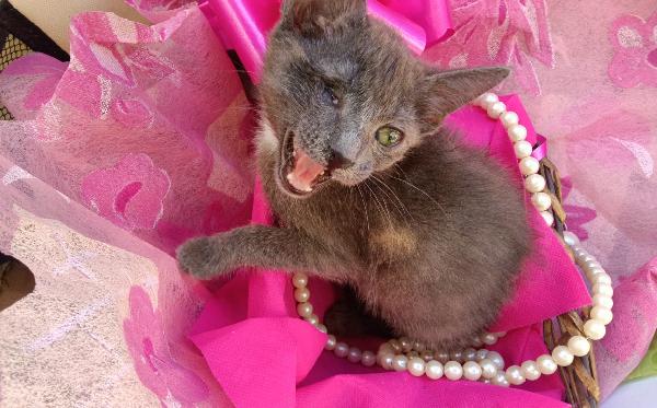 SOS STALLO ADOZIONE DOLCE GATTINA  Foto 6
