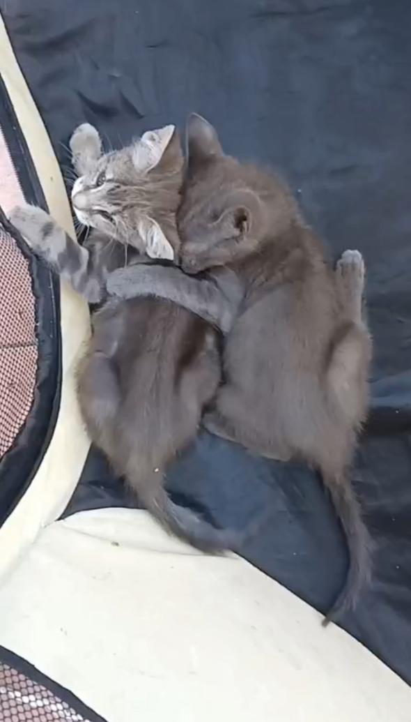 SOS STALLO ADOZIONE DOLCE GATTINA  Foto 7