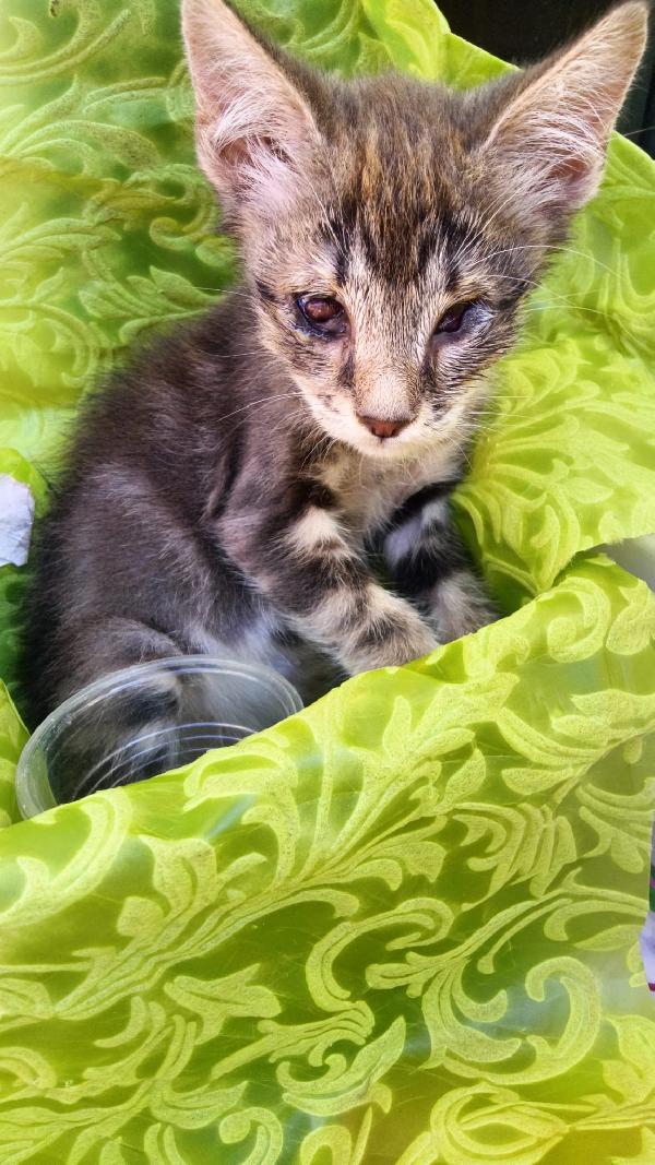 Sos Stallo Adozione Fiocco Dolce Gattino