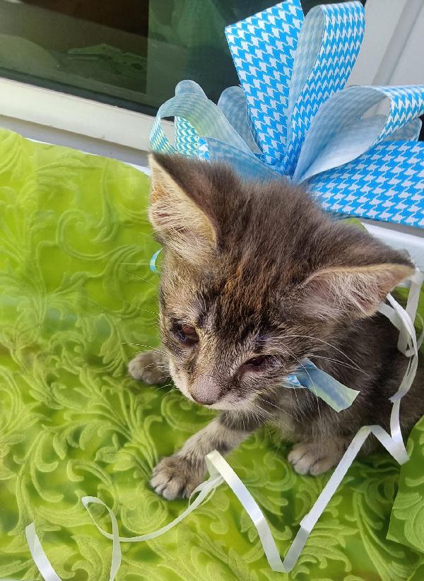 SOS STALLO ADOZIONE FIOCCO DOLCE GATTINO Foto 2