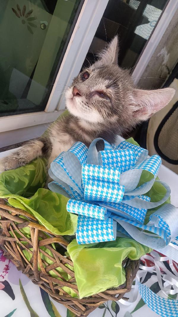 SOS STALLO ADOZIONE FIOCCO DOLCE GATTINO Foto 3