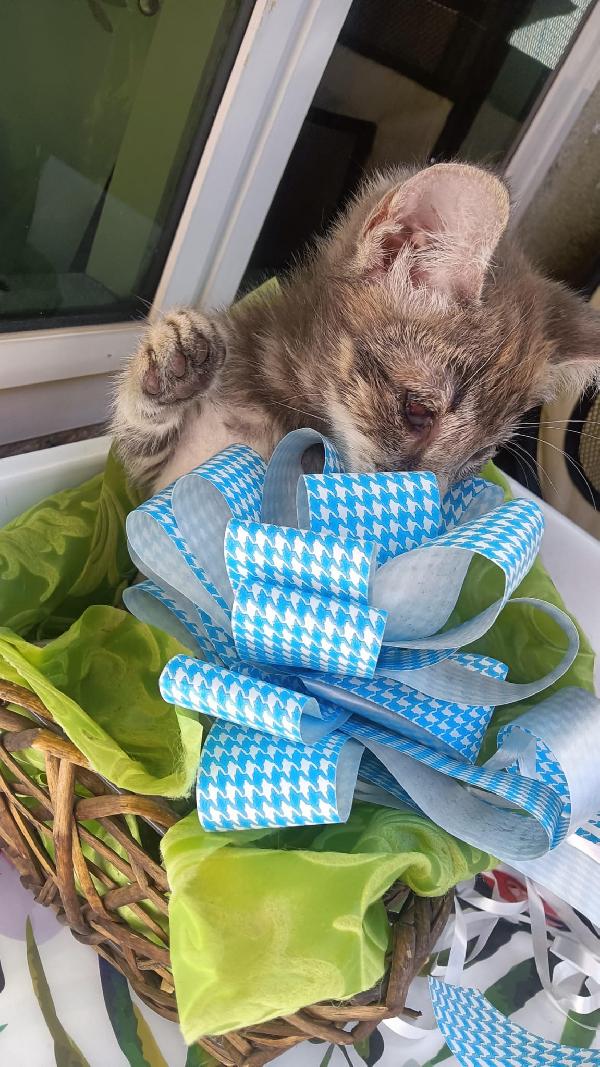 SOS STALLO ADOZIONE FIOCCO DOLCE GATTINO Foto 4