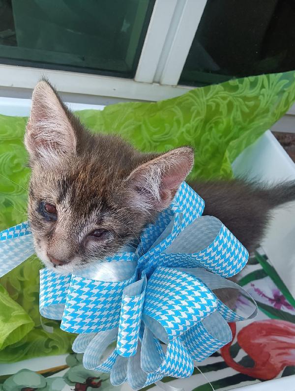 SOS STALLO ADOZIONE FIOCCO DOLCE GATTINO Foto 5