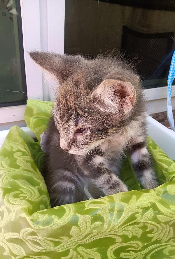 SOS STALLO ADOZIONE FIOCCO DOLCE GATTINO Foto 6