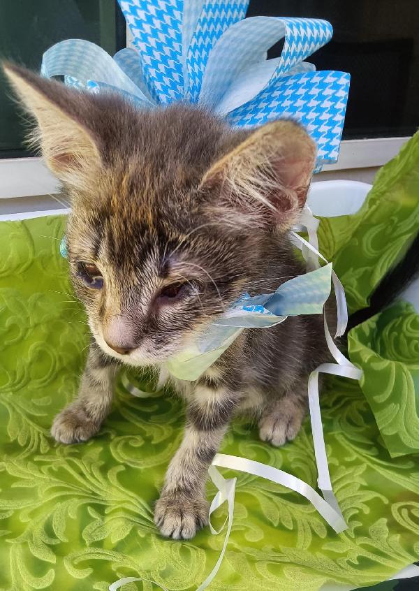 SOS STALLO ADOZIONE FIOCCO DOLCE GATTINO Foto 7