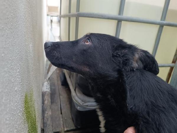 Luigi: timido e dolce, socievole e riservato  Foto 3