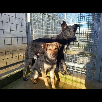 Luigi: timido e dolce, socievole e riservato  Foto 5