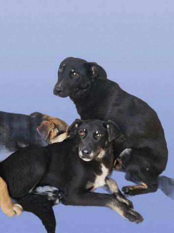 Luigi: timido e dolce, socievole e riservato  Foto 8