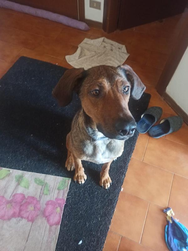 Tyler splendido mix bracco cerco la mia famiglia  Foto 6