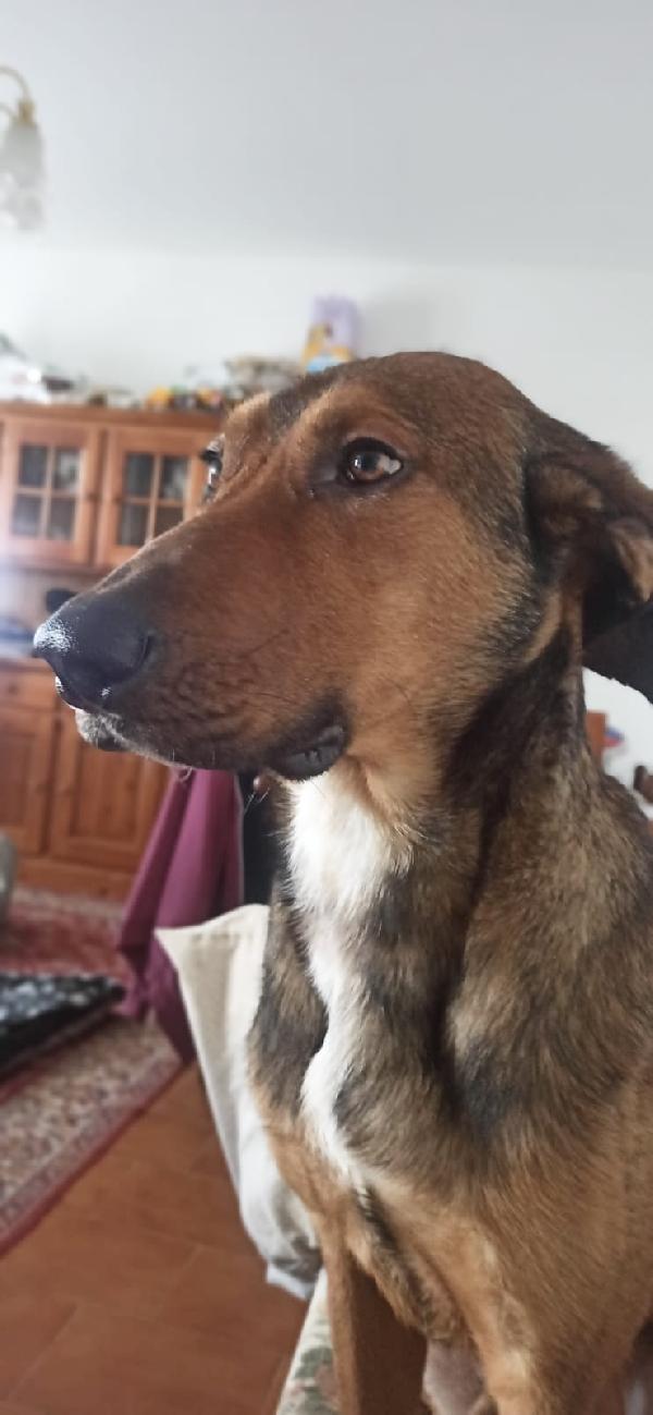 Tyler splendido mix bracco cerco la mia famiglia  Foto 10