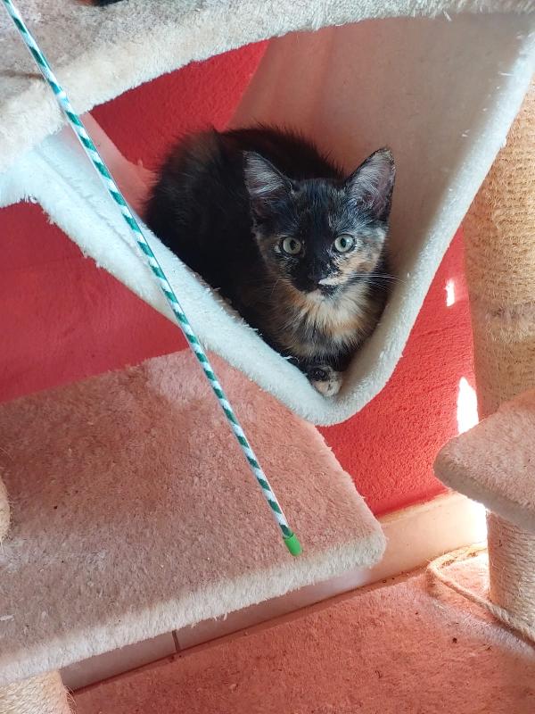 Penelope e Fiona, 3 mesi dolcissime aspettano una casa Foto 3