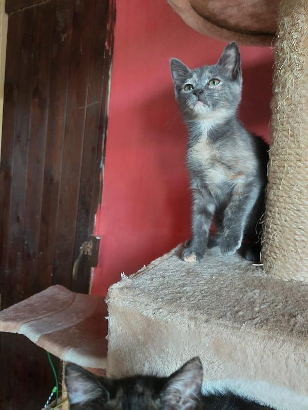 Penelope e Fiona, 3 mesi dolcissime aspettano una casa Foto 5
