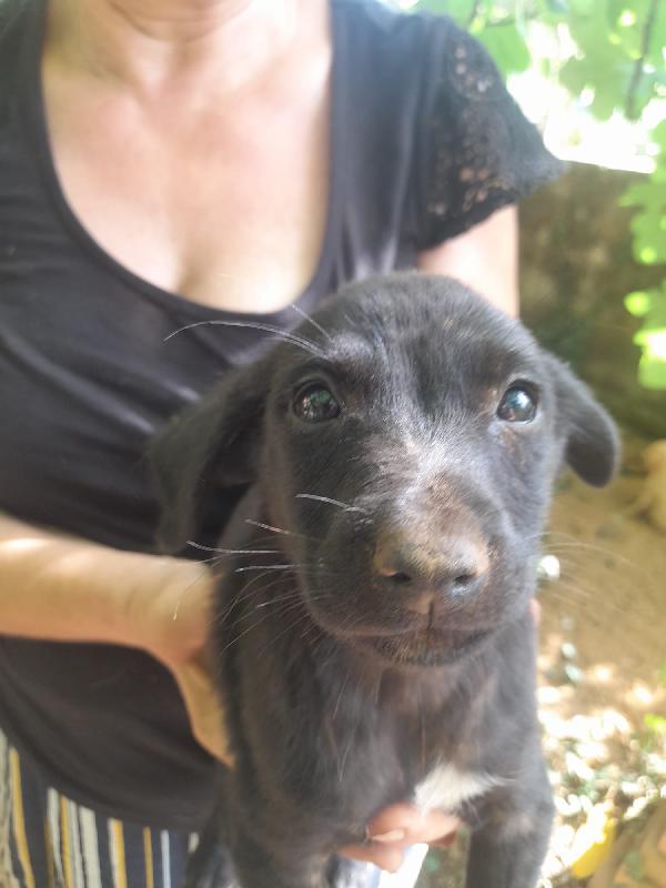 Simba Meraviglioso Dolce Cucciolo Cerca Famiglia 