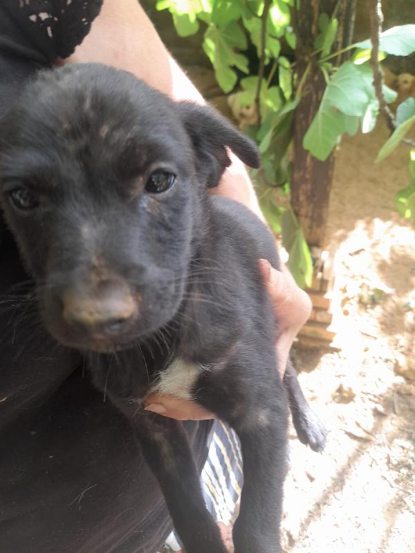 SIMBA MERAVIGLIOSO DOLCE CUCCIOLO CERCA FAMIGLIA  Foto 2