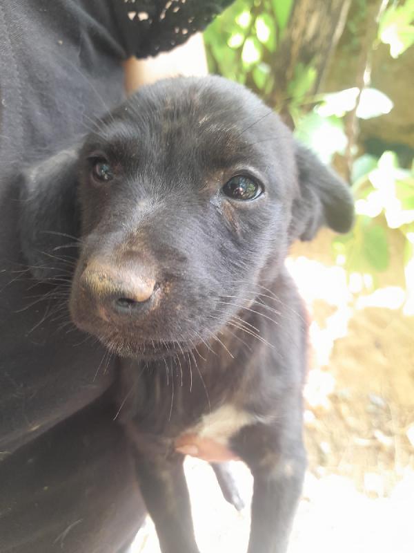SIMBA MERAVIGLIOSO DOLCE CUCCIOLO CERCA FAMIGLIA  Foto 3