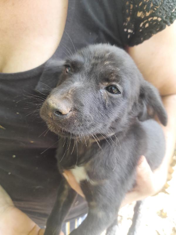 SIMBA MERAVIGLIOSO DOLCE CUCCIOLO CERCA FAMIGLIA  Foto 4