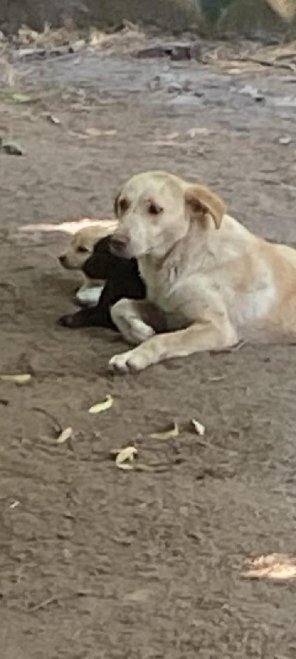 SIMBA MERAVIGLIOSO DOLCE CUCCIOLO CERCA FAMIGLIA  Foto 7
