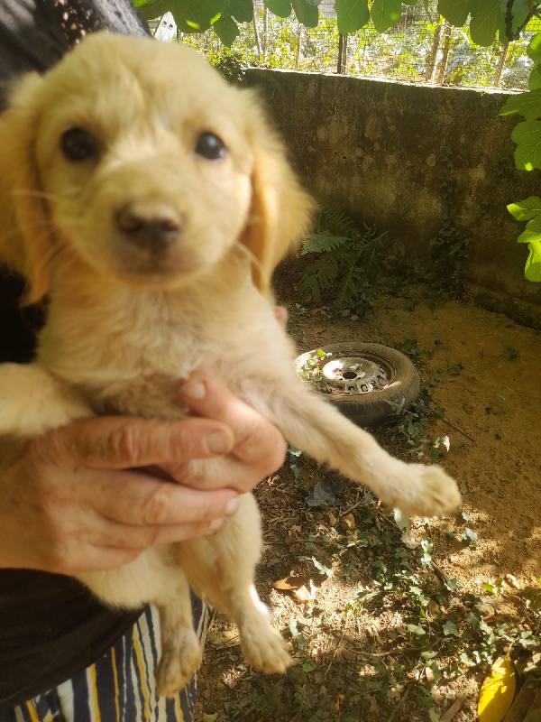 Sos Stallo Adozione Tito Meraviglioso Dolce Cucciolo 