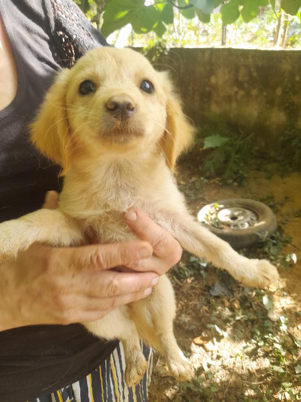 SOS STALLO ADOZIONE TITO MERAVIGLIOSO DOLCE CUCCIOLO  Foto 2