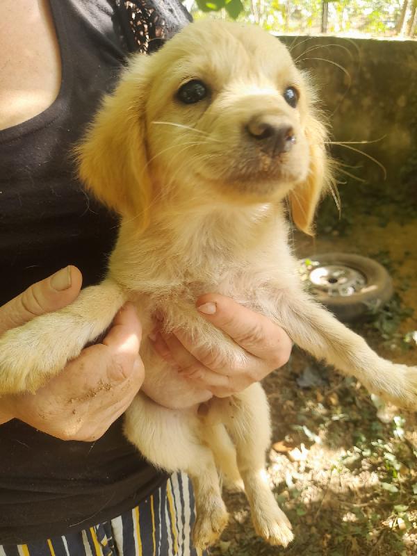 SOS STALLO ADOZIONE TITO MERAVIGLIOSO DOLCE CUCCIOLO  Foto 3