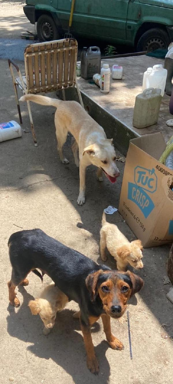 SOS STALLO ADOZIONE TITO MERAVIGLIOSO DOLCE CUCCIOLO  Foto 4