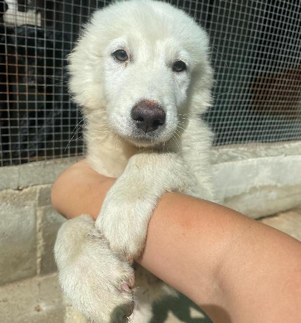 Leonida Stupendo Cucciolone 5 Mesi Cerca Casa