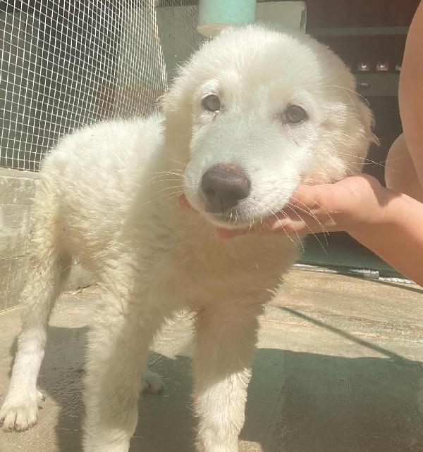 Leonida stupendo cucciolone 5 mesi cerca casa Foto 2