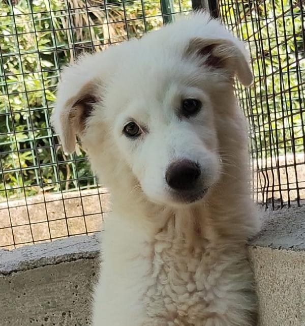Leonida stupendo cucciolone 5 mesi cerca casa Foto 3