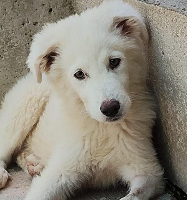 Leonida stupendo cucciolone 5 mesi cerca casa Foto 4