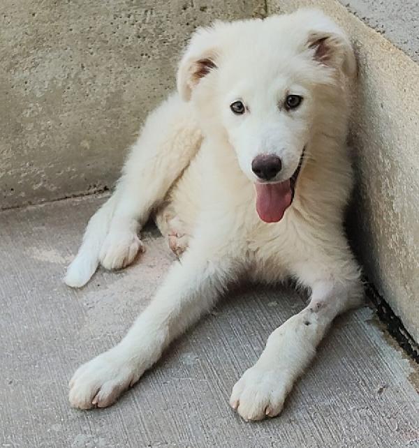 Leonida stupendo cucciolone 5 mesi cerca casa Foto 5