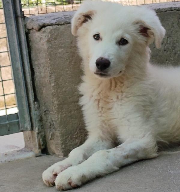 Leonida stupendo cucciolone 5 mesi cerca casa Foto 6