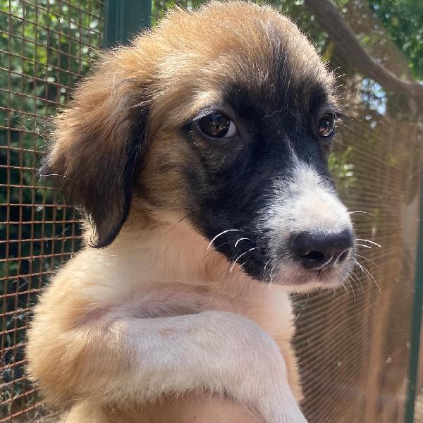 Nami Dolce Cucciola 2 Mesi Cerca Casa - Adozione Canile Di Latina