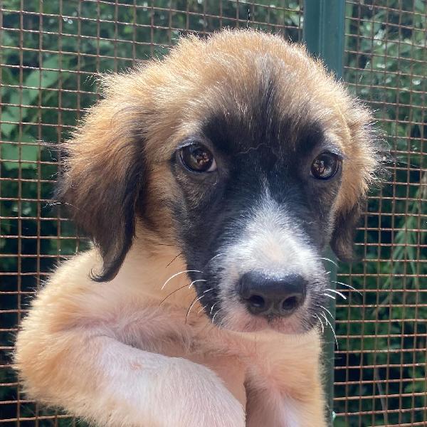 NAMI dolce cucciola 2 mesi cerca casa - adozione canile di Latina Foto 2